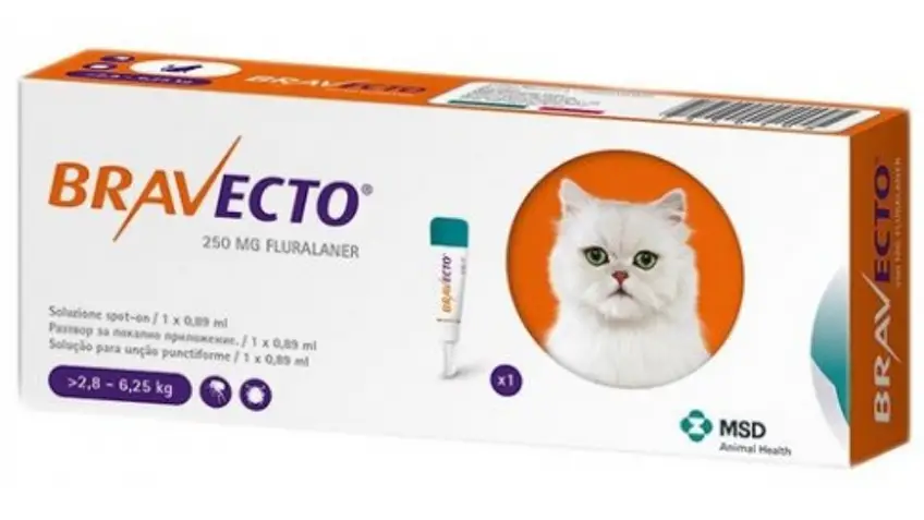 Bravecto Katze Tablette Preis